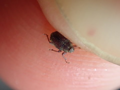 Trichosirocalus troglodytes