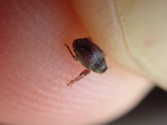 Trichosirocalus troglodytes