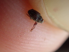 Trichosirocalus troglodytes