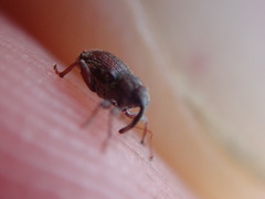 Trichosirocalus troglodytes