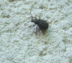 Otiorhynchus porcatus