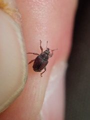 Trichosirocalus troglodytes