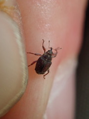 Trichosirocalus troglodytes