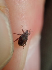 Trichosirocalus troglodytes