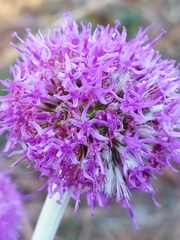 Chresta sphaerocephala