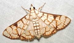 Aphytoceros lucusalis