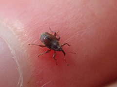 Trichosirocalus troglodytes