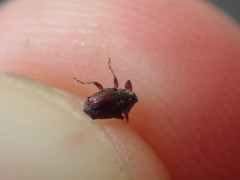 Trichosirocalus troglodytes