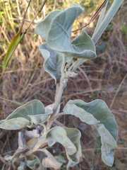 Chresta sphaerocephala