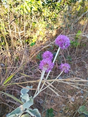 Chresta sphaerocephala