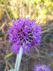 Chresta sphaerocephala