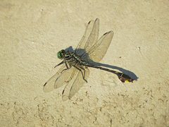 Gomphurus vastus