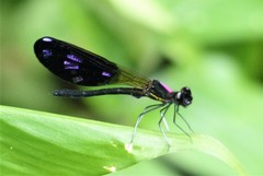 Aristocypha fenestrella