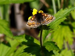 Melitaea menetriesi