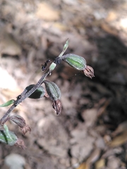 Epipactis microphylla