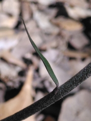 Epipactis microphylla