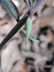 Epipactis microphylla