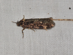 Barea atmophora