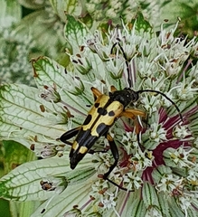 Rutpela maculata