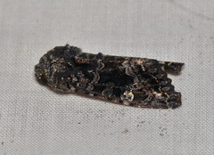 Neumichtis spumigera