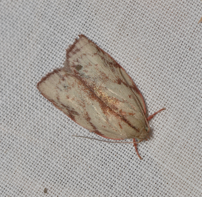 Euchaetis incarnatella