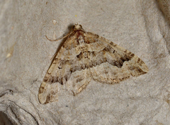 Epyaxa agelasta