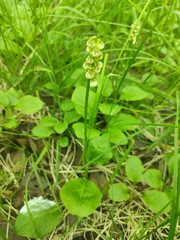 Pyrola minor