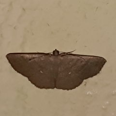 Parilexia cermala