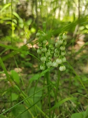 Pyrola minor