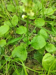 Pyrola minor