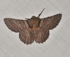Hypobapta percomptaria