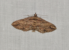 Chrysolarentia leucophanes
