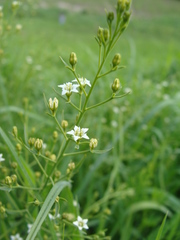 Thesium linophyllon