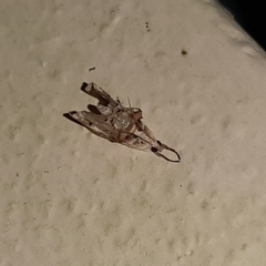 Lipocosma nigripictalis