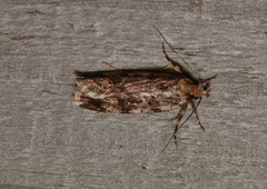Barea codrella
