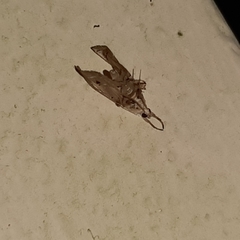 Lipocosma nigripictalis