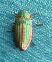Buprestis intricata