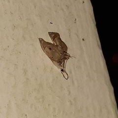 Lipocosma nigripictalis