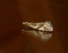 Euphona euphona