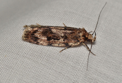 Barea codrella