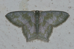 Maxates thetydaria