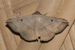 Entomogramma fautrix