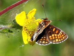 Melitaea menetriesi