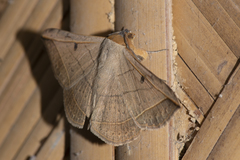 Entomogramma fautrix