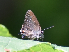 Satyrium calanus
