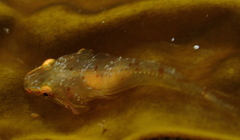Gobiesocidae