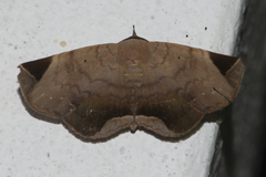 Psimada quadripennis