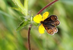Melitaea menetriesi