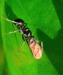 Polyrhachis scissa