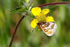 Melitaea menetriesi